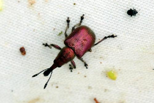 Réf. 273 080 : Rhynchites auratus